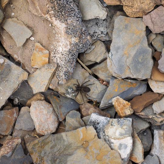 One of the Wolf Spider Species not identified  Photo credit: S. Carriere, https://inaturalist.ca/observations/19936218