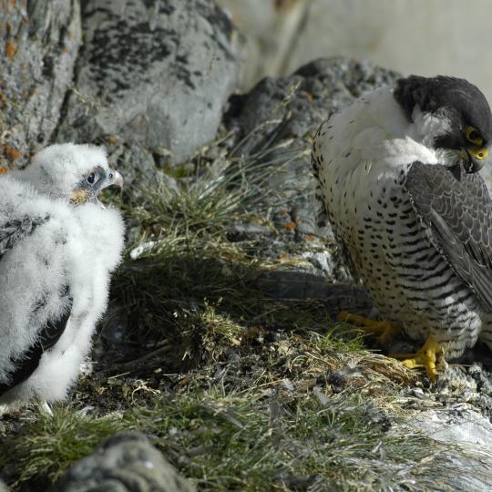 Peregrine Falcons. Photo credit: Alastair Franke