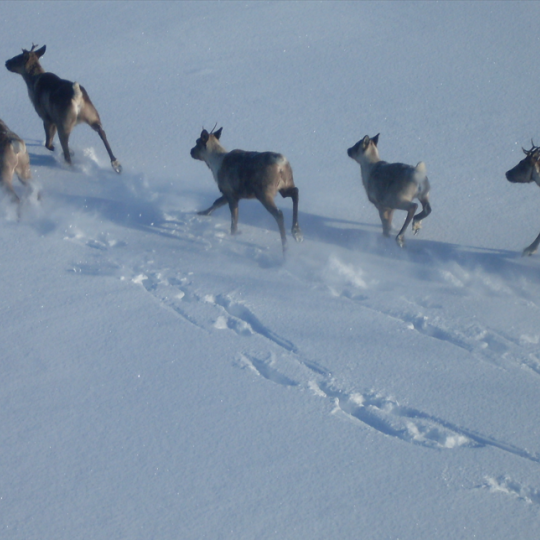 Photo Credit: D. Allaire.