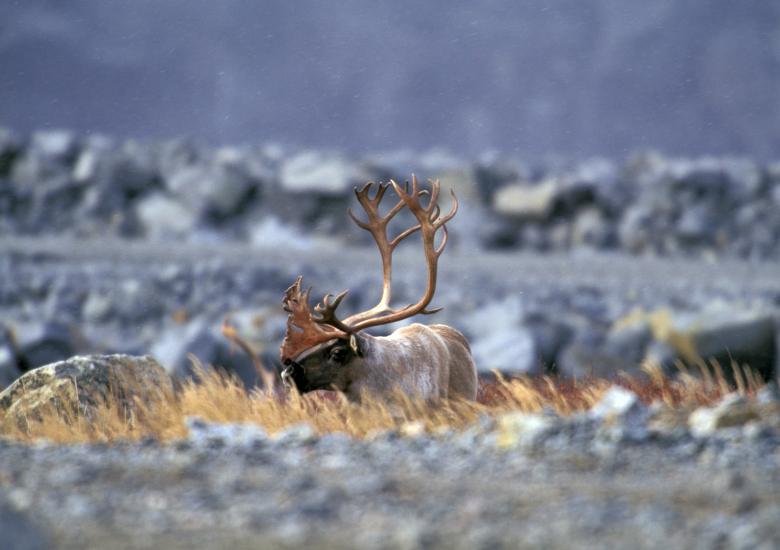 Photo credit: Jiri Hermann