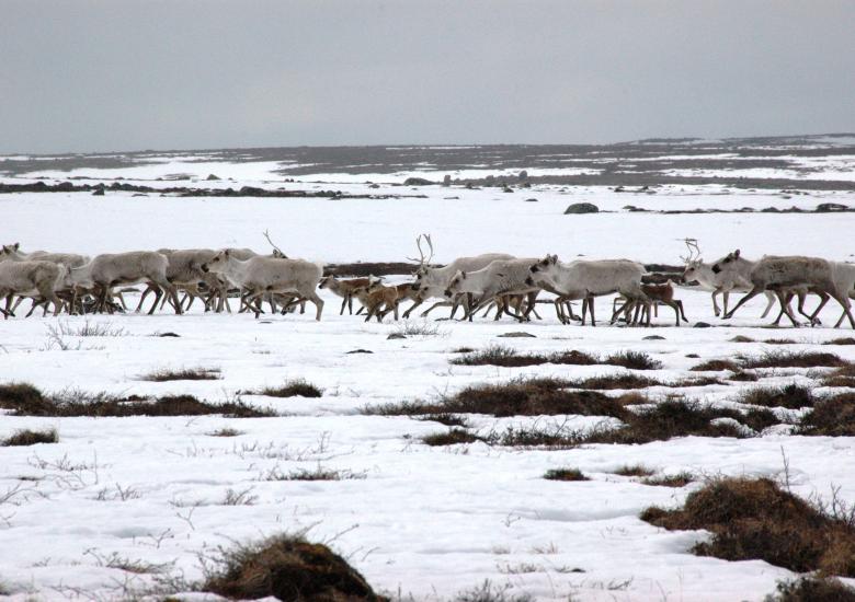 Photo Credit: Bruno Croft (GNWT)