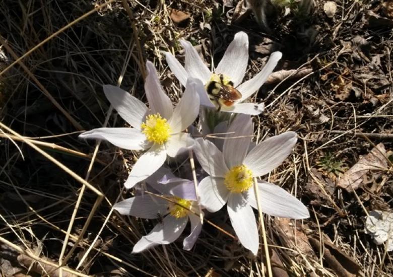 Bumble bee in Fort Smith, NWT (Photo:  Jody Pellissey, WRRB)