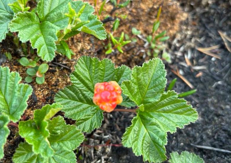 Photo: Nǫdlàa/gots’ǫkà (cloudberry) found between Yellowknife and Behchokǫ̀ July 2024, Christine Dunbar.