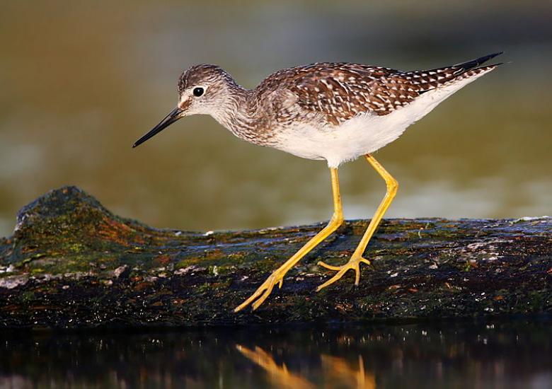 Lesser Yellowlegs. Wikimedia Commons. https://commons.wikimedia.org/w/index.php?title=File:Lesser_Yellowlegs.jpg&oldid=146502313.