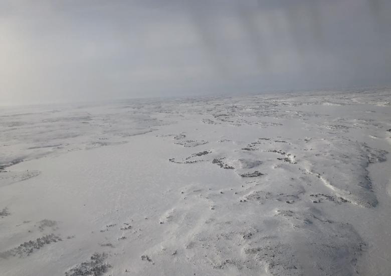 The WRRB did not approve the GNWT Department of Environment and Natural Resources moving forward with a reconnaissance survey for Kǫ̀k’èetı̀ Ekwǫ̀ this June. During its February board meeting, Board Members maintained that the survey will introduce unnecessary noise disturbance while the ɂekwǫ are calving. WRRB file photo