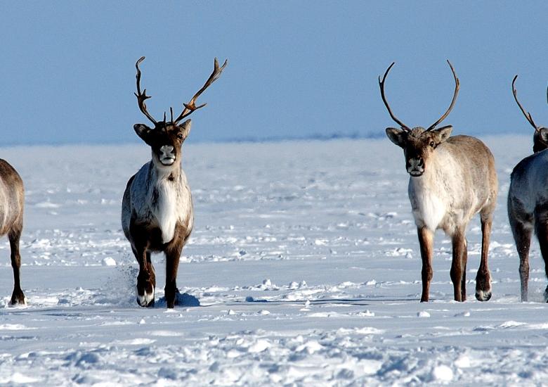Photo credit: John Nagy, ENR. The Sahtì Ekwǫ̀ (Bluenose-East caribou) herd was reassessed this spring to a red-yellow status by the Advisory Committee for Cooperation on Wildlife Management. The Wek'èezhìı Renewable Resources Board is cautioning that it may be too premature to loosen restrictions on a herd that had a red low-level status though numbers appear to be increasing. 