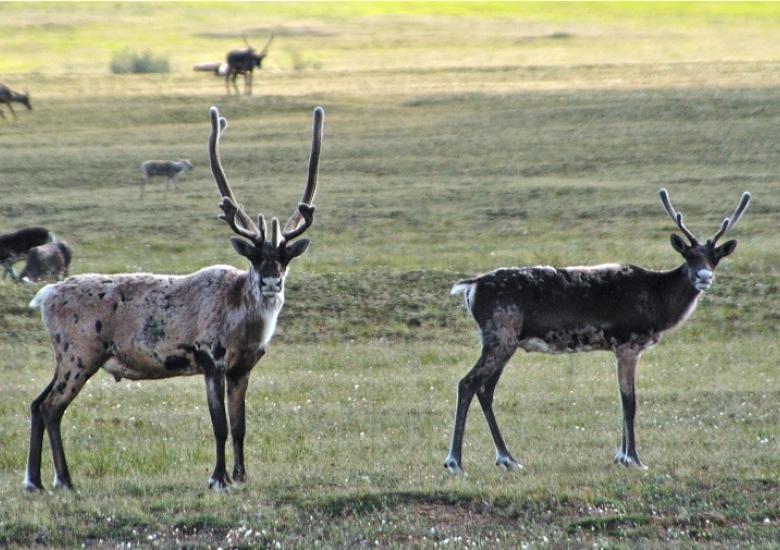 Bluenose-East caribou (Photo:  GNWT / B.Tracz) 