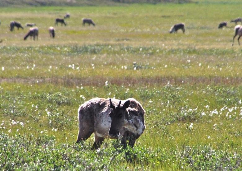 Bluenose-East Caribou in cotton grass (Photo:  GNWT / Boyan Tracz) 