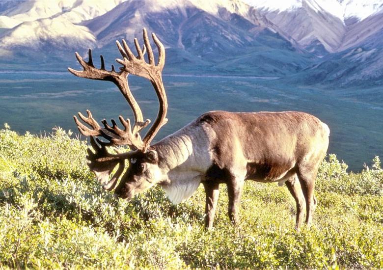 Barren ground caribou. Photo credit: Dean Biggins, USFWS