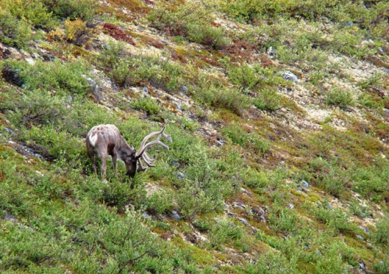 Bathurst caribou. Photo:  GNWT / J.Obst, ENR