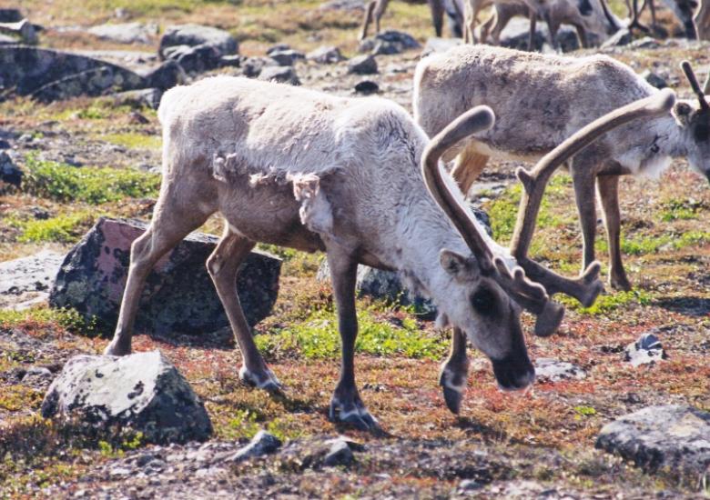 Barren-ground caribou_GNWT / Rob Gau