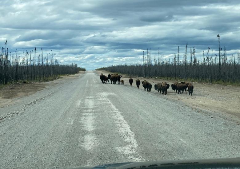 A herd of Bison on the new Tłı̨chǫ Highway. Photo credit: Bruno Pigeon, Peter Kiewit Sons ULC. 