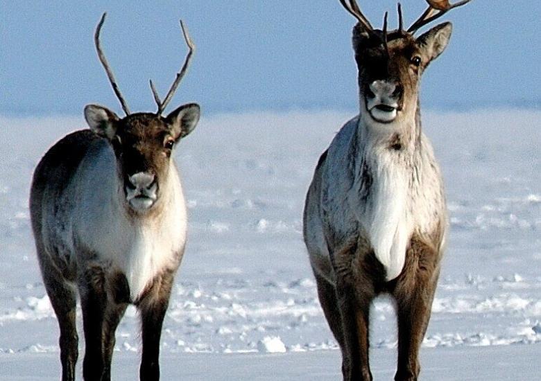 Photo credit: John Nagy/GNWT-ENR