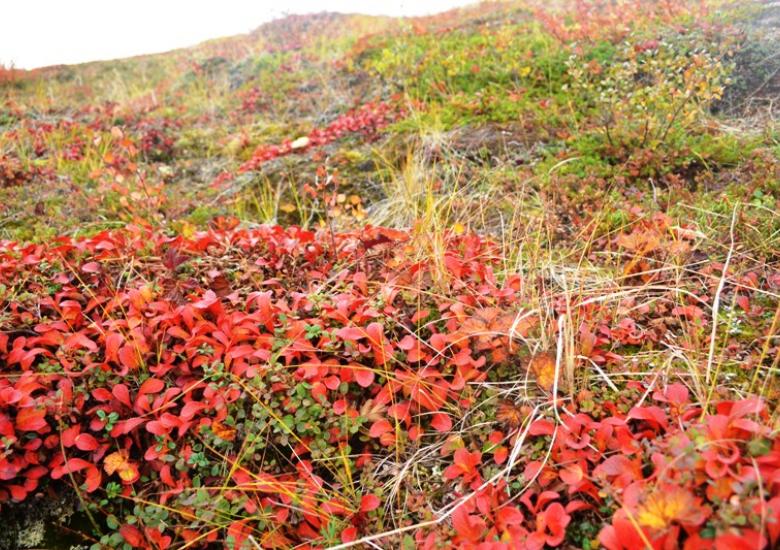 Ground vegetation on the Barrenlands near Daring Lake, NWT  (Photo:  Susan Beaumont, WRRB) 