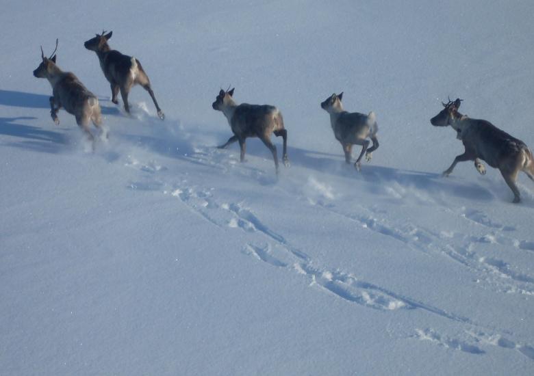 Photo Credit: D. Allaire, GNWT