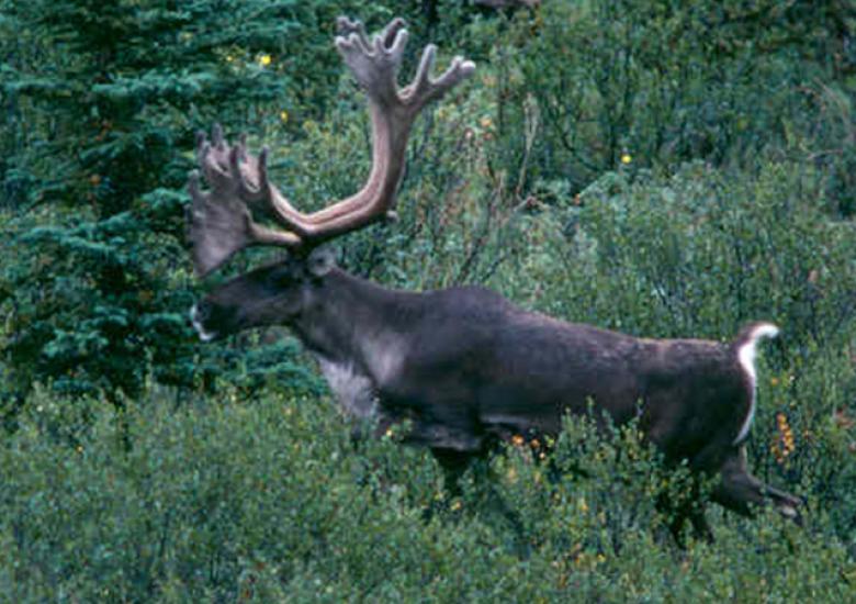 Boreal Caribou