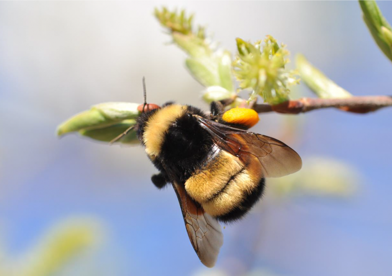 Queen Yellow-banded kw'ıahnǫ (Bumblebee) on willow, Ontario. Photo credit: Sarah Johnson. Used with permission