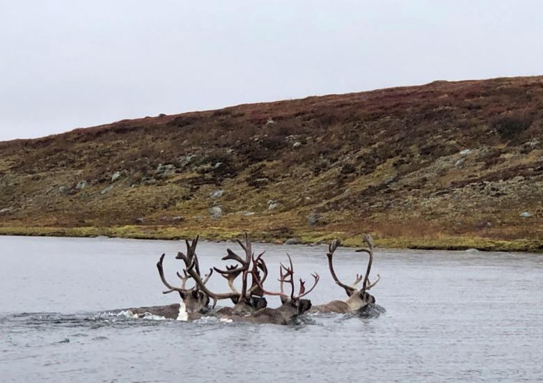 Small group of Caribou swimming across the Kǫk’èetı̀ (Contwoyto Lake). Photo credit: Aimee Guide, WRRB, 2020. 
