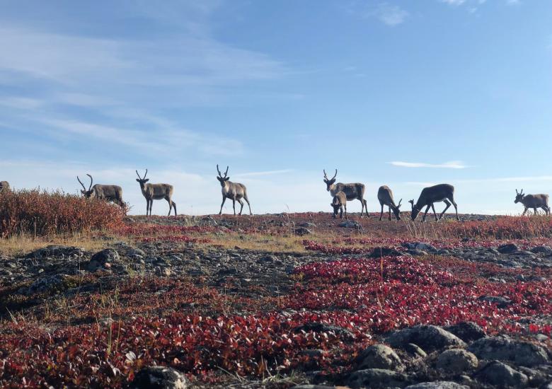 ɂekwǫ̀ (caribou) herd on the tundra during a Ekwǫ̀ Nàxoèhdee K’è outing. Photo credit: Aimee Guile, WRRB. 