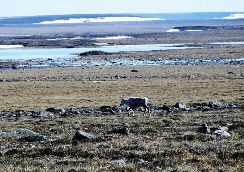 Bathurst caribou cow and calf on the calving grounds (Photo: WRRB)