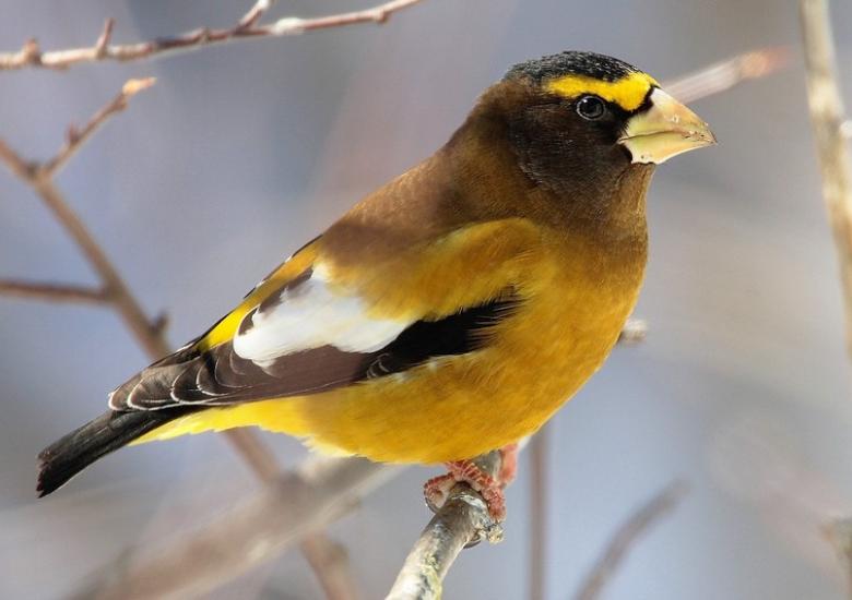 Adult male Evening Grosbeak sporting its brilliant yellow markings (Photo: Mdf / Wikimedia Commons :  CC BY 2.0) 
