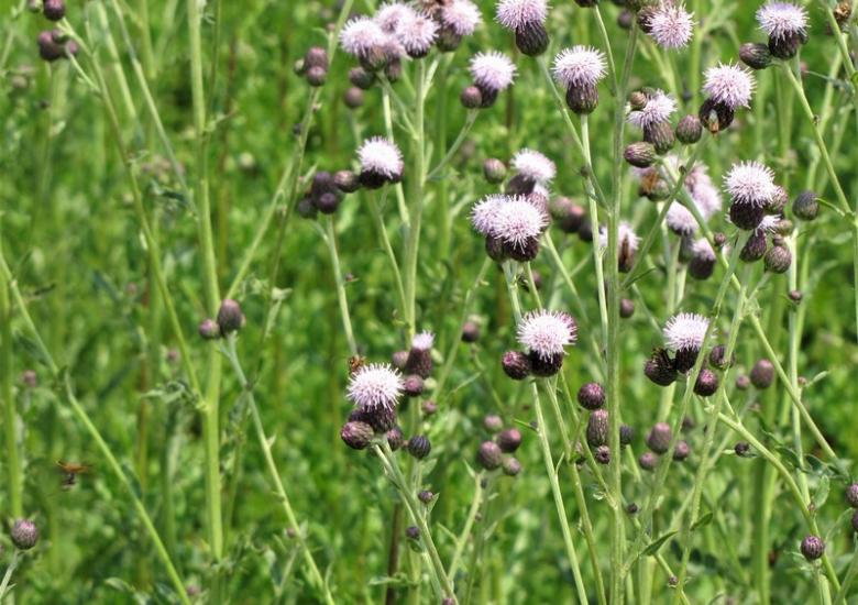 Photo: Creeping Thistle. This invasive plant is making its appearance in parts of the NWT (Lmmahood /Wikimedia Commons / CC BY-SA 3.0)