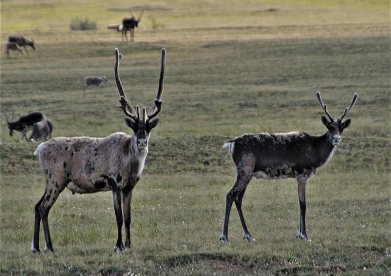 Bluenose-East caribou (Photo:  GNWT / B.Tracz, ENR)