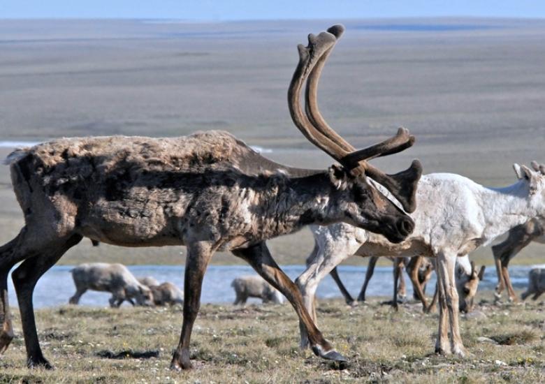 Bluenose-East Caribou (Photo:  GNWT / B. Tracz, ENR)