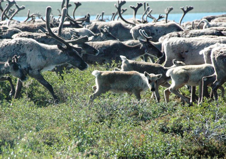 Photo Credit: Bruno Croft (GNWT)