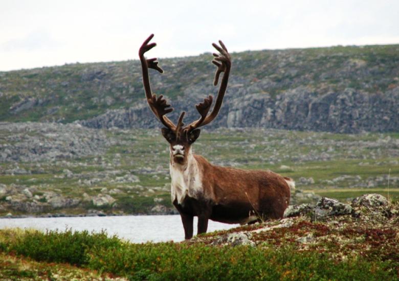 Bathurst caribou on the Barren lands (Photo:  GNWT / A Krisch)