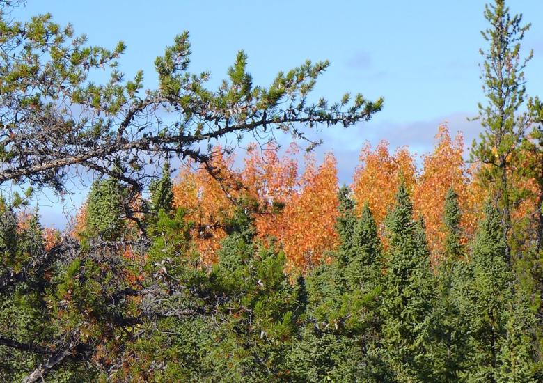 Photo credit: Susan Beaumont, WRRB. 