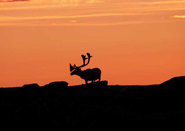 Photo Credit: D. Dewar, ENR