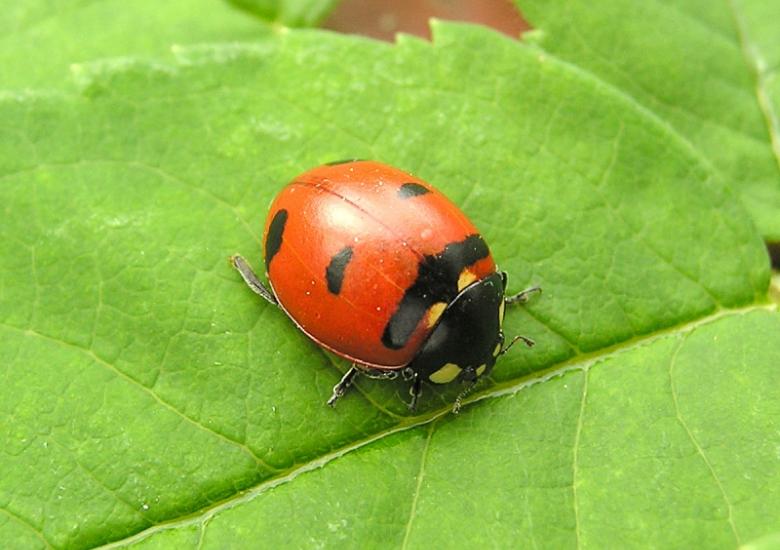 Transverse Lady Beetle  (Photo:  Henri Goulet)