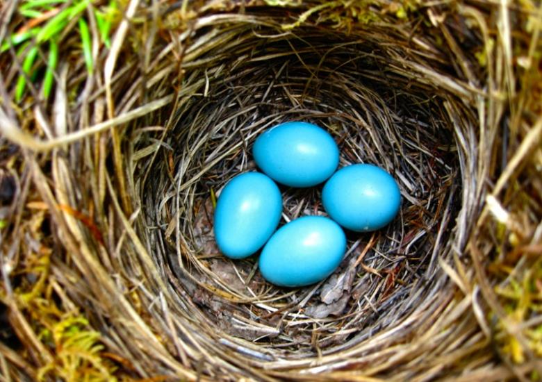Hermit Thrush Eggs ( Photo:  Jason Charlwood)