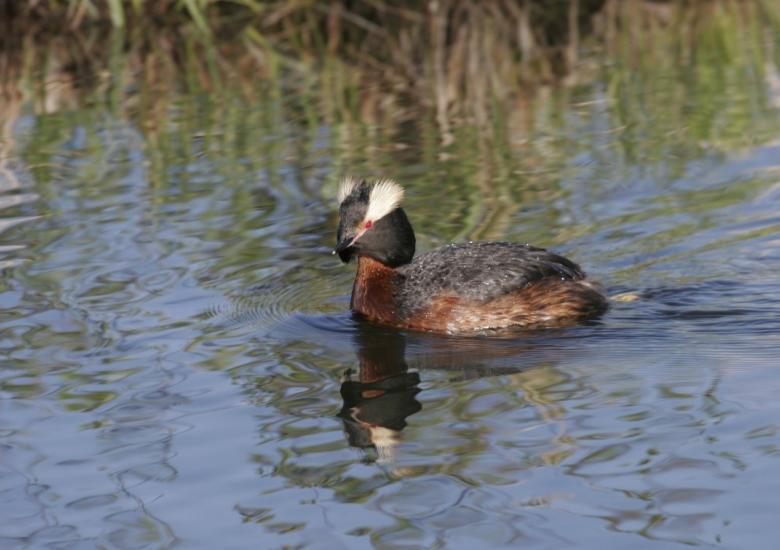 Horned Grebe; Provided by ECCC