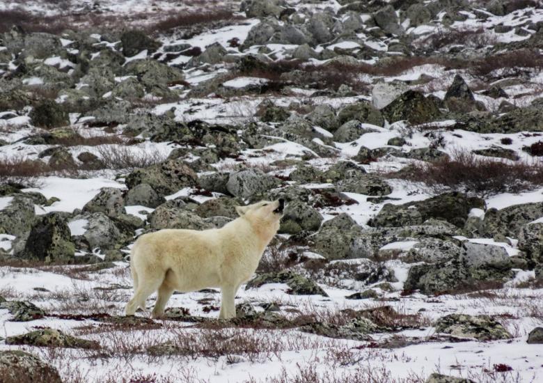 A wolf howling on the Tundra. Photo credit: Catherine Graydon. 