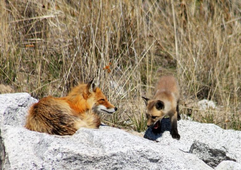 Red fox parent and kit (Photo: GNWT / S.Yuill, ENR)