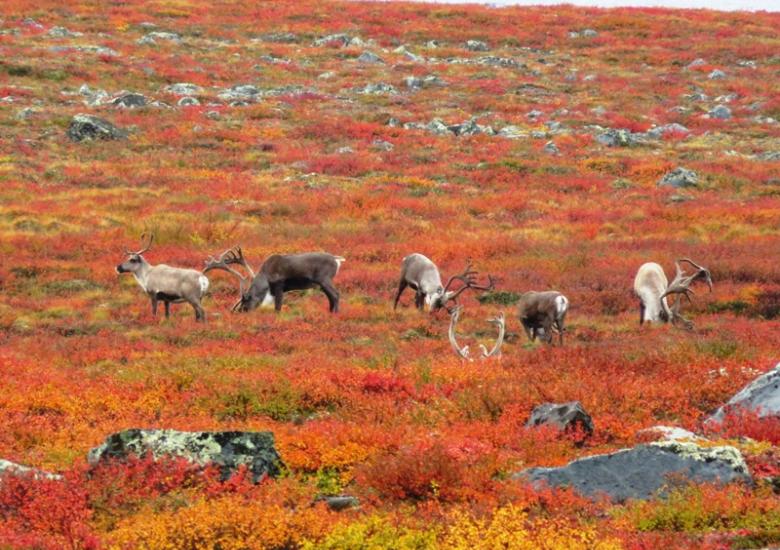 Bathurst caribou on the Barrenland.  Photo:  Catherine Graydon