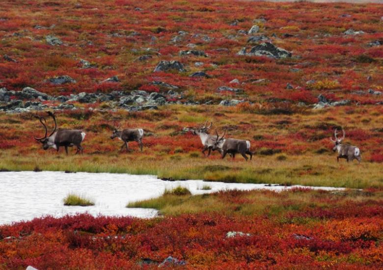 Bathurst caribou on summer range (Photo:  Catherine Graydon)