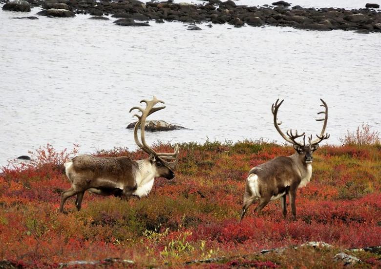 Barren-ground caribou  (Photo:  Catherine Graydon)