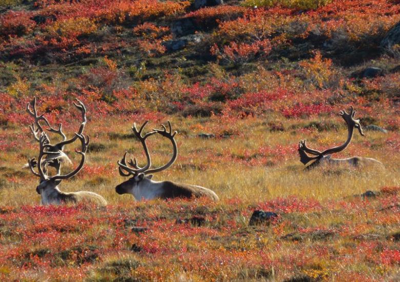 Barren-ground caribou (Photo:  Catherine Graydon)