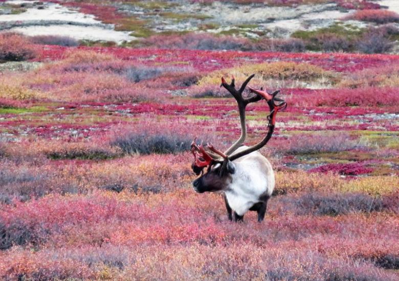 Barren-ground Caribou on the tundra.  Photo:  Catherine Graydon