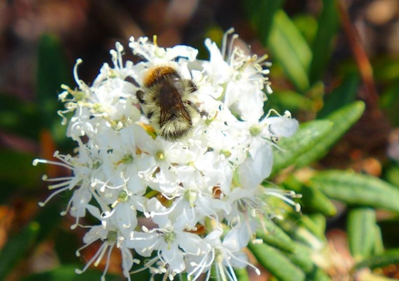 Bumblebee in Labrador Tea flowers (Photo:  Susan Beaumont, WRRB)