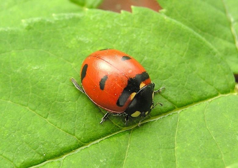 Transverse Lady Beetle. Photo credit: Henri Goulet via https://www.nwtspeciesatrisk.ca/species/transverse-lady-beetle
