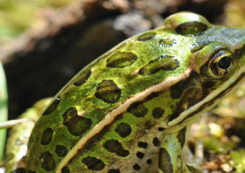 Northern Leopard Frog, a Threatened species under the Species at Risk (NWT) Act. (Photo:  Douglas Wilhelm Harder / Wikimedia Commons CC BY-SA-3.0)