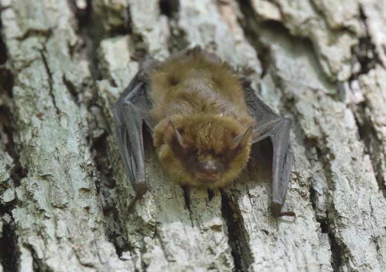 Photo Credit: Creative Commons (33774374873)