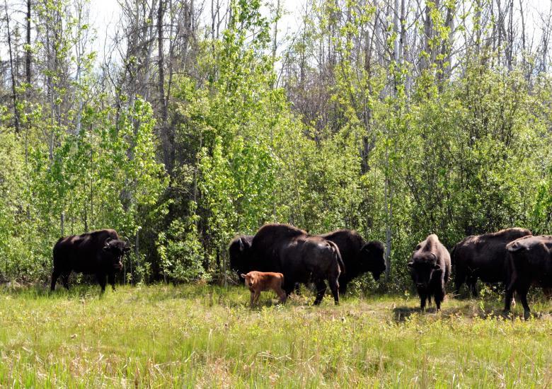 Mackenzie Wood bison  (Photo:  Susan Beaumont, WRRB)