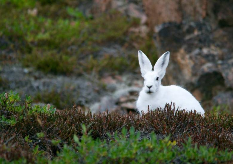 Gahcho (Snowshoe Hare)