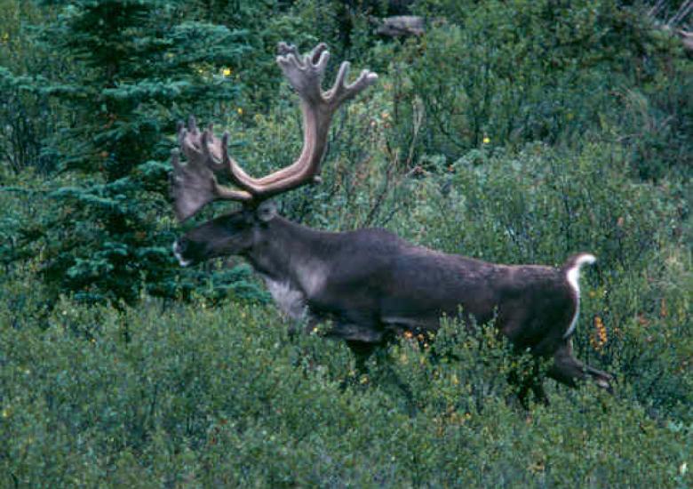 Photo Credit: Nic Larter (ENR)