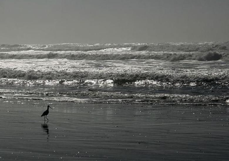 The WRRB will mark World Ocean's Day and Rivers to Oceans Day this week. photo sourced from Wikipedia Commons 